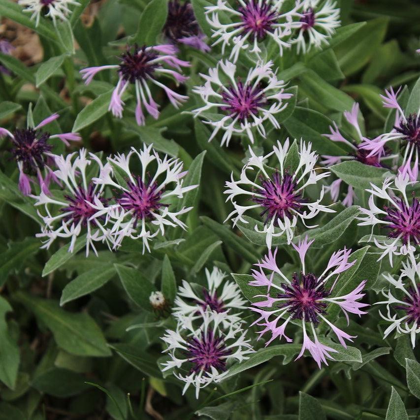 Centaurea montana 'Amethyst in Snow' - ntaurea montana 'Amethyst in Snow'~ Amethyst in Snow Bachelor Button