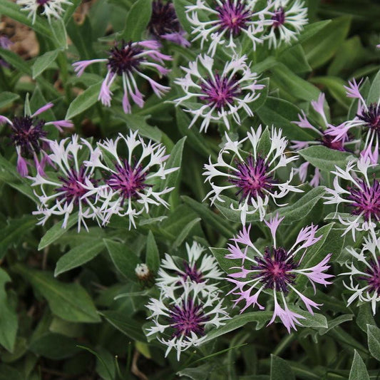 Centaurea montana 'Amethyst in Snow' - ntaurea montana 'Amethyst in Snow'~ Amethyst in Snow Bachelor Button