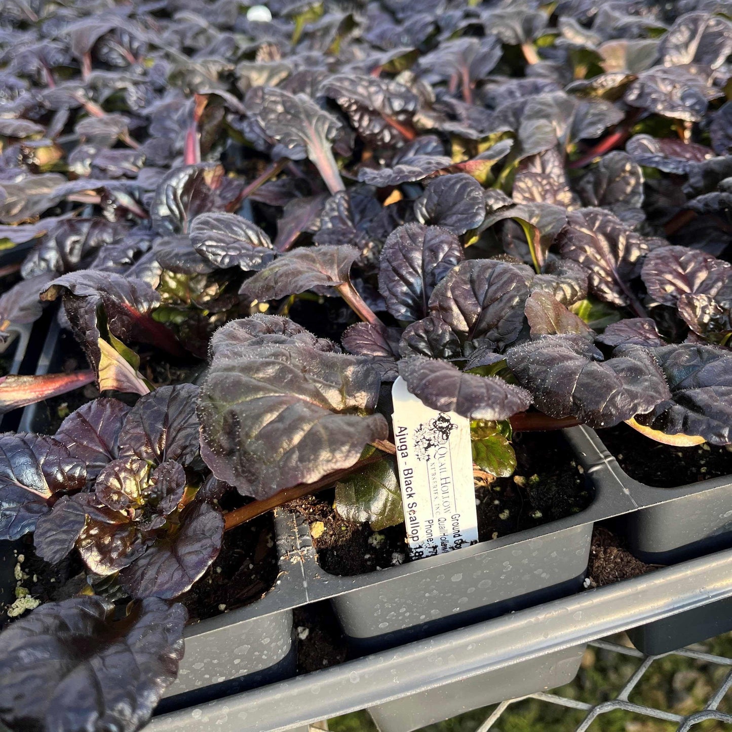 Ajuga reptans 'Binblasca'  - Black Scallop Bugleweed