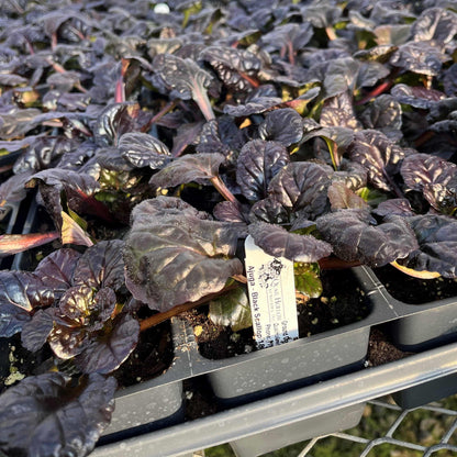 Ajuga reptans 'Binblasca'  - Black Scallop Bugleweed