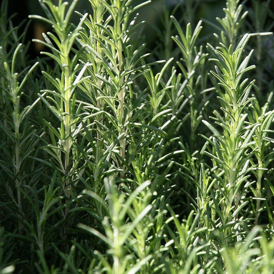 Rosmarinus officinalis 'Arp'  - Arp Rosemary