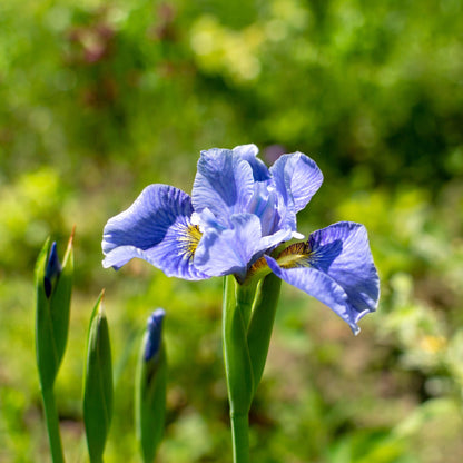 Iris sibirica 'Cape Cod Boys'  - Cape Cod Boys Siberian Iris