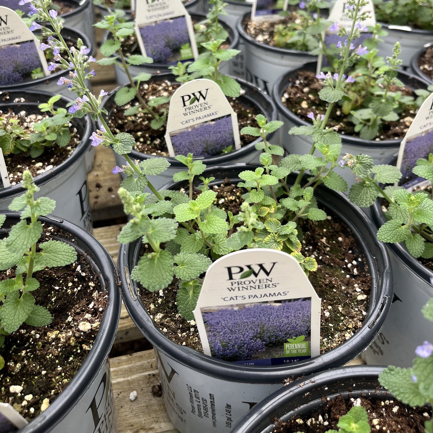 Nepeta x faassenii ‘Cat’s Pajamas’  - Cat's Pajamas Catmint