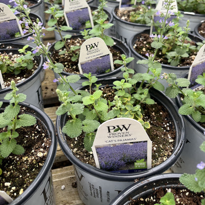 Nepeta x faassenii ‘Cat’s Pajamas’  - Cat's Pajamas Catmint