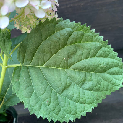 Hydrangea arborescens 'NCHA5'  - Invincibelle® Wee White Smooth Hydrangea