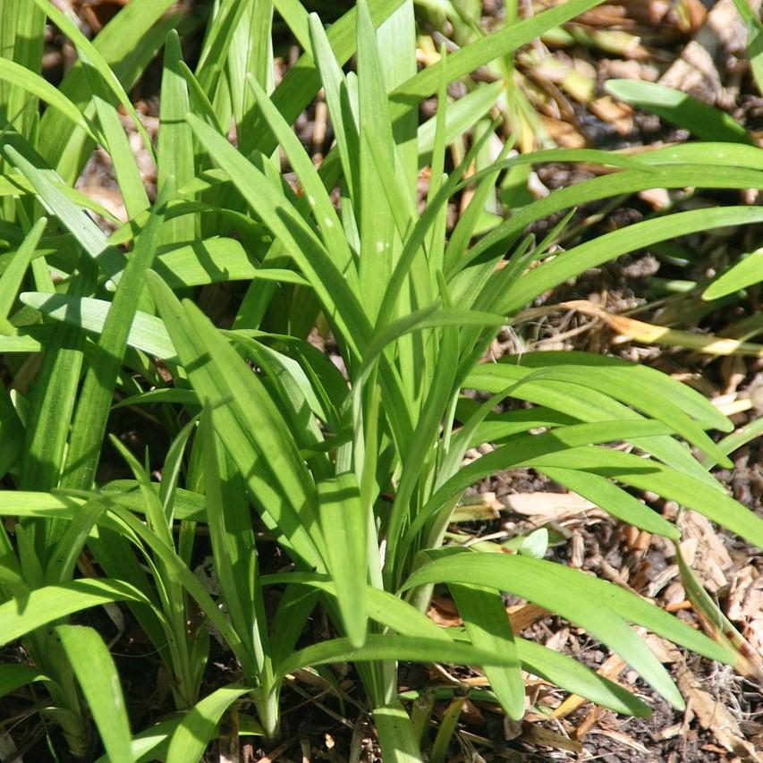 Liriope muscari 'Monroe White'  - Monroe White Lilyturf