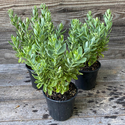 Sedum spectabile 'Autumn Joy'  - Autumn Joy Stonecrop