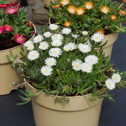 Delosperma cooperi 'Jewel of Desert Moonstone'  - Jewel of Desert® Moonstone Ice Plant