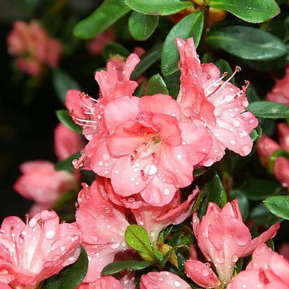 Rhododendron 'Blaauw's Pink'  - Blaauw's Pink Azalea