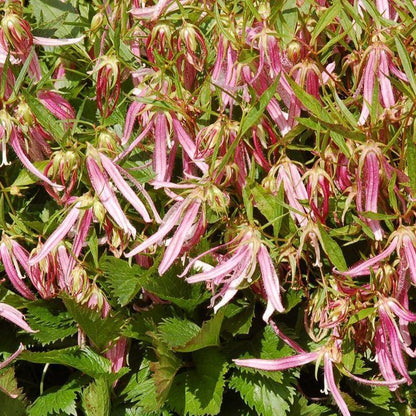 Campanula 'Pink Octopus'  - Pink Octopus Bellflower