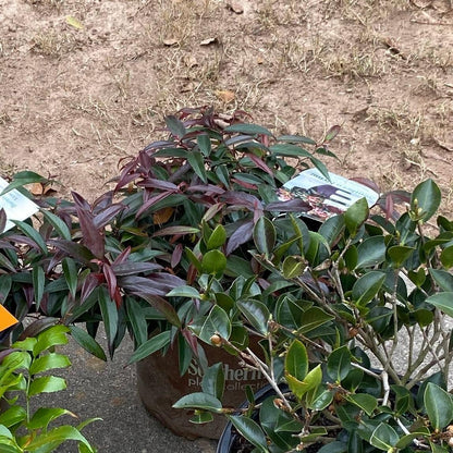 Leucothoe keiskei 'Opstal 50'  - Burning Love™ Leucothoe