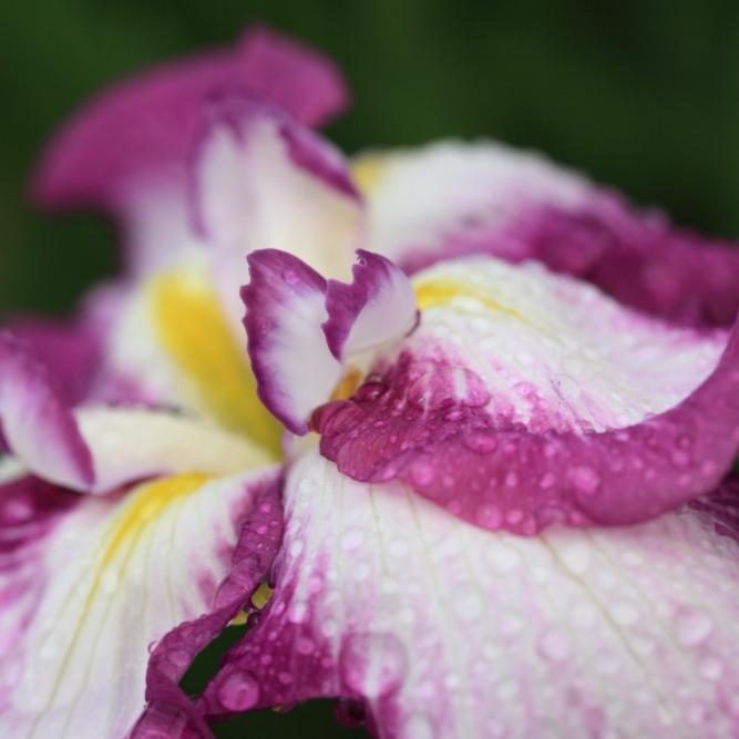 Iris ensata 'Lion King'  - Lion King Japanese Iris