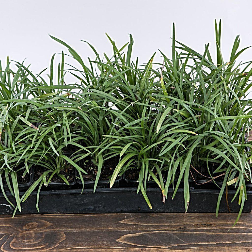 Liriope spicata  - Creeping Lily Turf