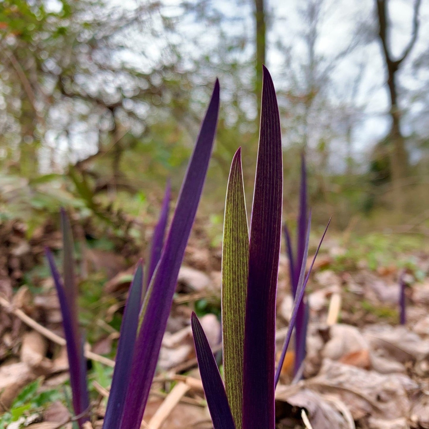 Iris versicolor 'Purple Flame'  - Purple Flame Blue Flag Iris