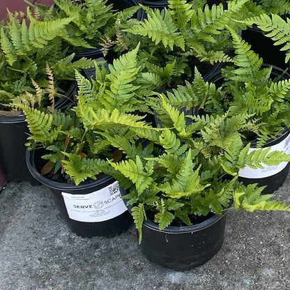 Dryopteris erythrosora 'Brilliance'  - Brilliance Autumn Fern