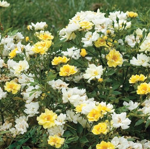 Rosa ‘Meisentmil' PP 20,635  - Lemon Drift® Rose