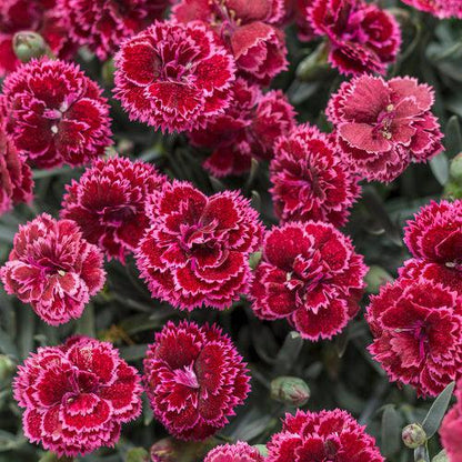 Dianthus 'Black Cherry Frost'  - Fruit Punch® Black Cherry Frost Dianthus