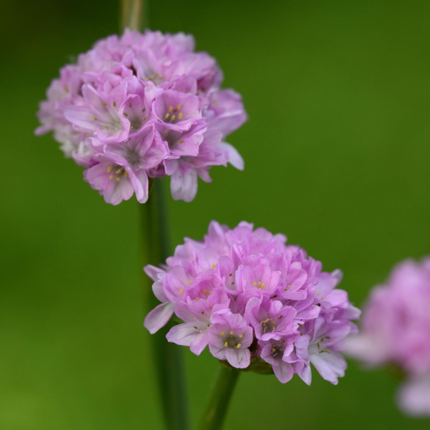 Armeria pseudarmeria 'Sweet Dreams'  - Dreameria® Sweet Dreams Thrift