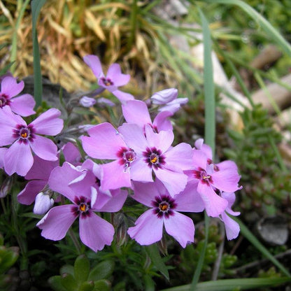 Phlox subulata 'Eye Candy'  - Eye Candy Creeping Phlox