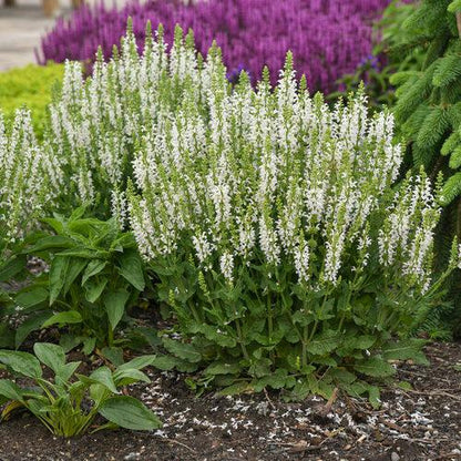 Salvia nemorosa ‘White Profusion’  - White Profusion Meadow Sage