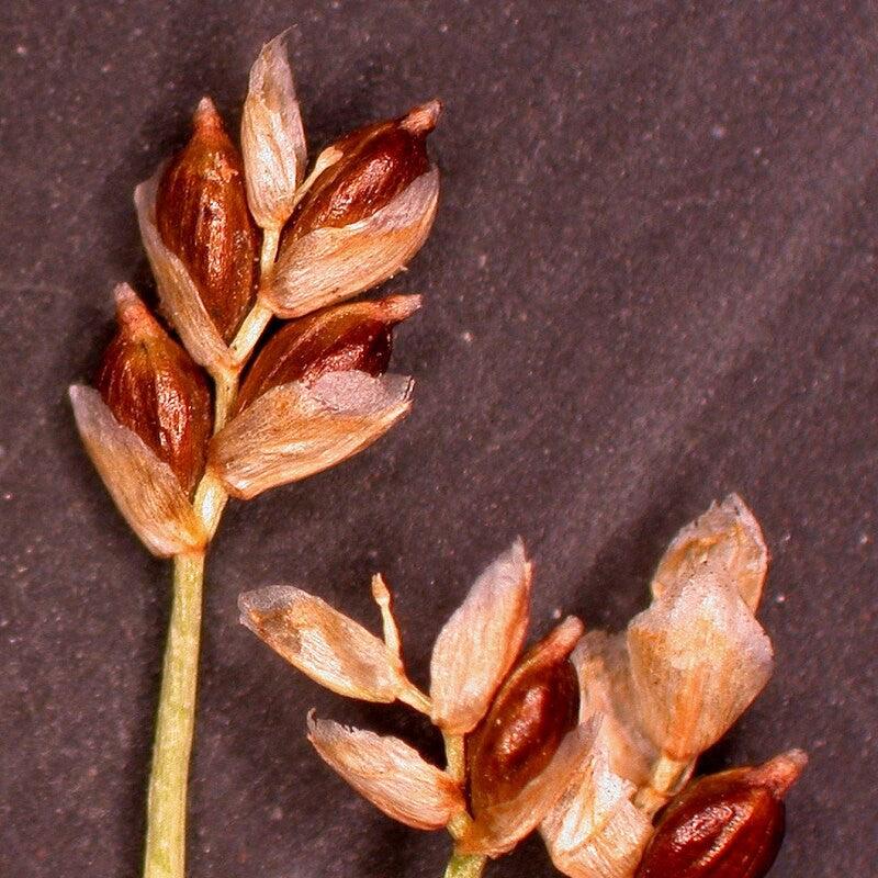 Carex eburnea  - Bristle-leafed Sedge