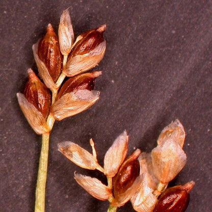 Carex eburnea  - Bristle-leafed Sedge