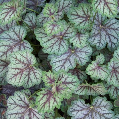 Heuchera americana 'Green Spice'  - Green Spice Coral Bells