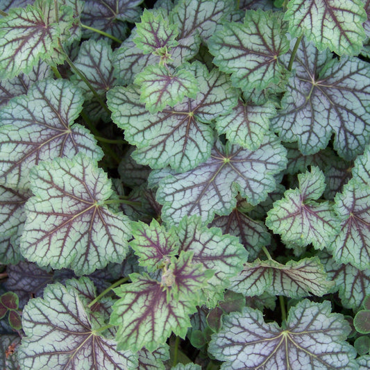 Heuchera americana 'Green Spice'  - Green Spice Coral Bells