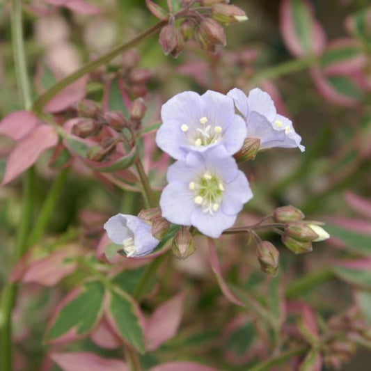 Polemonium reptans 'Stairway to Heaven'  - Stairway to Heaven Creeping Jacob's Ladder