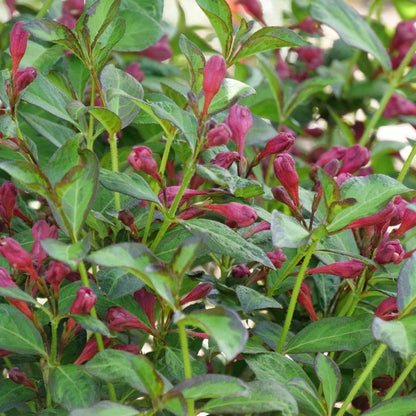 Weigela florida 'SMNWFBGV' PP34,297  - PW® Vinho Verde® Weigela