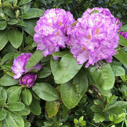 Rhododendron 'Minnetonka'  - Minnetonka Rhododendron