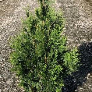 Thuja standishii x plicata 'Green Giant'  - Green Giant Arborvitae