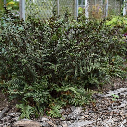 Athyrium niponicum 'Crested Surf'  - PW® Crested Japanese Painted Fern