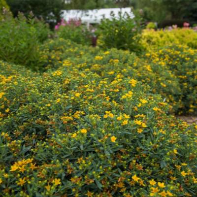 Hypericum kalmianum 'PIIHYP-I'  - First Editions® Cobalt-n-Gold™ St. John's Wort
