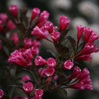 Weigela florida 'Alexandra’  - Wine & Roses® Weigela