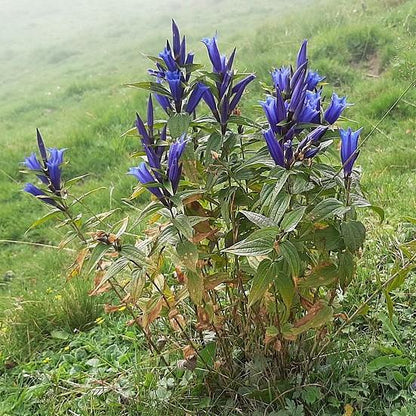 Gentiana 'True Blue'  - True Blue Gentian