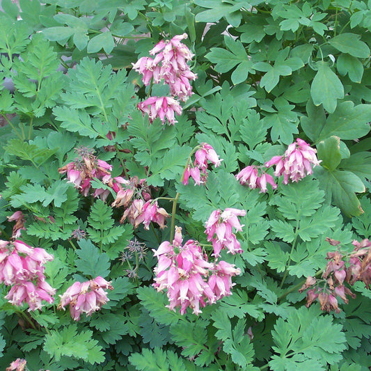 Dicentra eximia  - Fern-Leaf Bleeding Heart