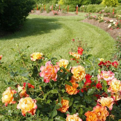 Rosa x 'CHEWGEWEST'  - Oso Easy® Suñorita® Rose