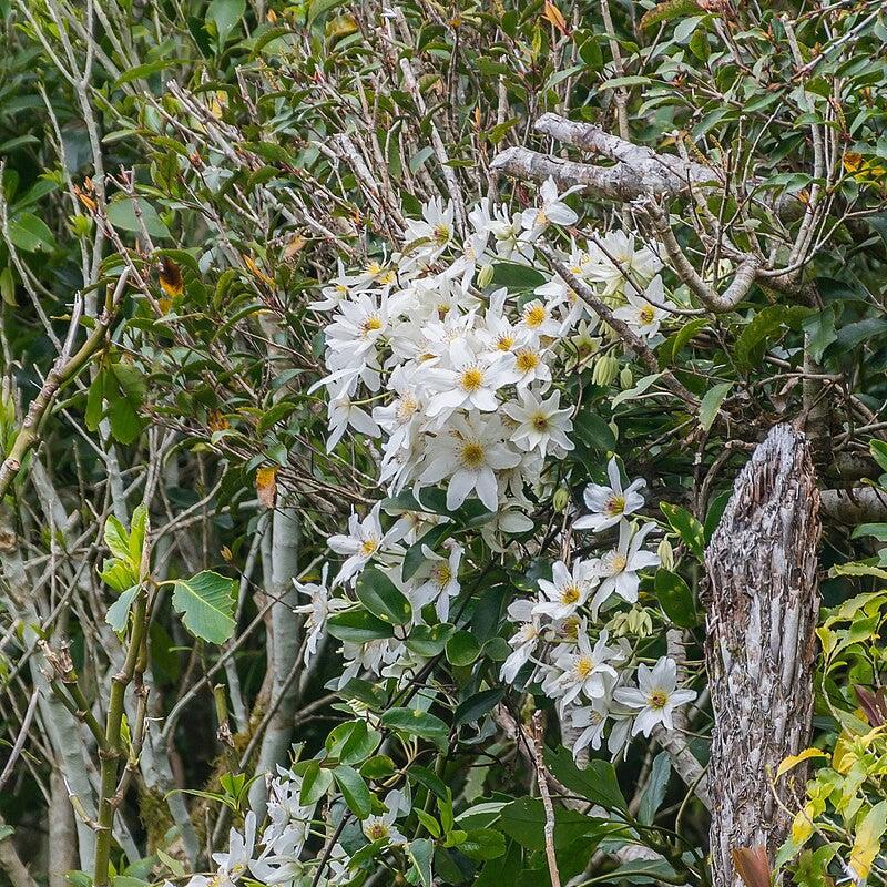 Clematis paniculata  - Autumn Clematis