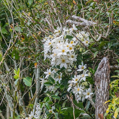 Clematis paniculata  - Autumn Clematis