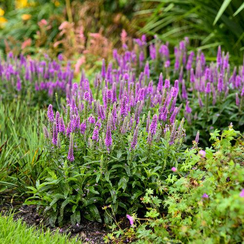 Veronica 'Purple Illusion' PP31301  - PW® Magic Show® Purple Illusion Veronica