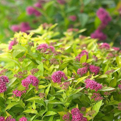 Spiraea japonica 'Yan'  - Double Play® Gold Spirea