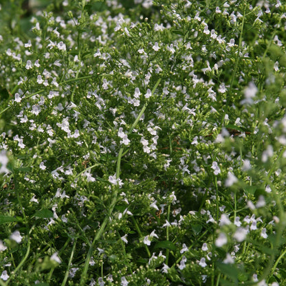 Calamintha nepeta 'White Cloud'  - White Cloud Calamint