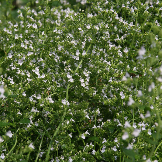 Calamintha nepeta 'White Cloud'  - White Cloud Calamint