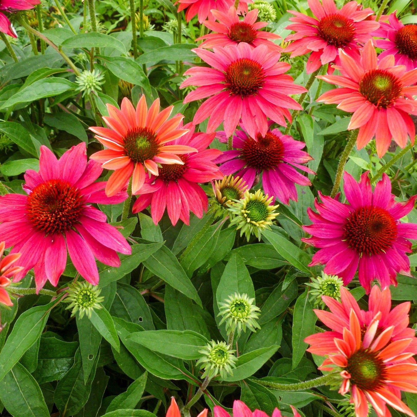 Echinacea 'Balsomtresgo'  - Sombrero® Tres Amigos Coneflower