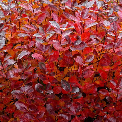 Aronia melanocarpa  - Black Chokeberry