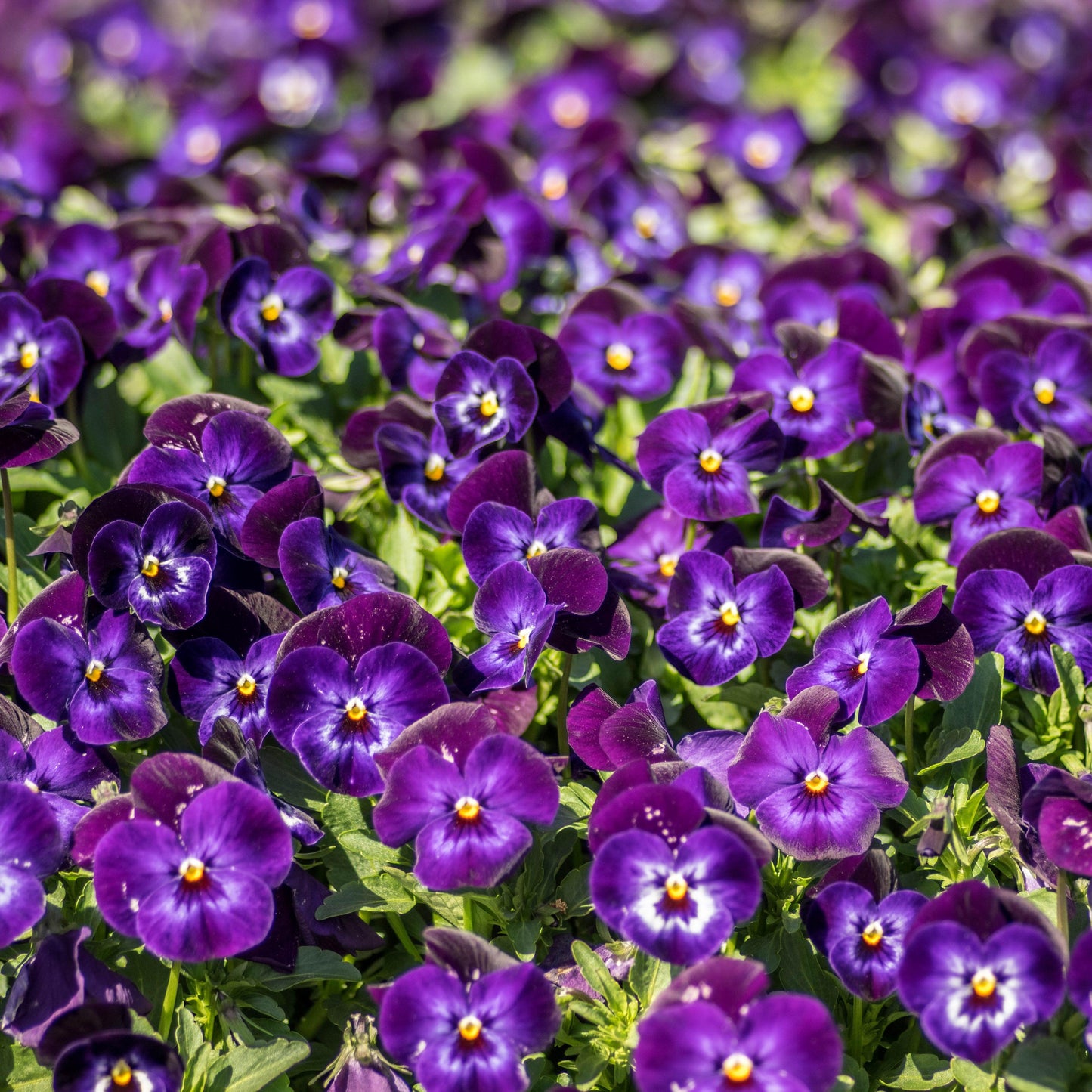 Viola cornuta 'Penny Denim Jump Up'  - Penny™ Denim Jump Up Viola