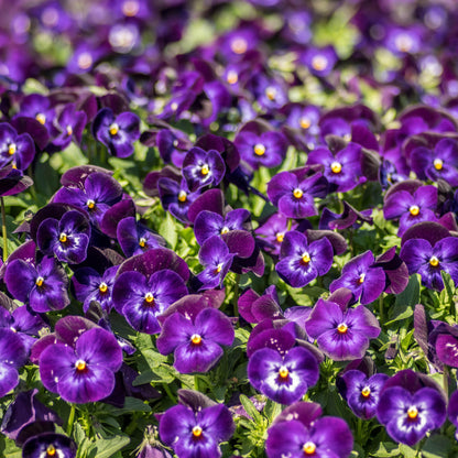 Viola cornuta 'Penny Denim Jump Up'  - Penny™ Denim Jump Up Viola