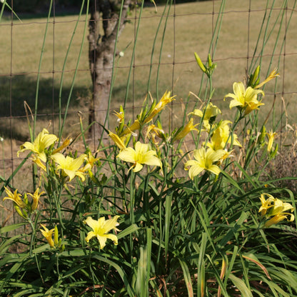 Hemerocallis 'Hyperion'  - Hyperion Daylily