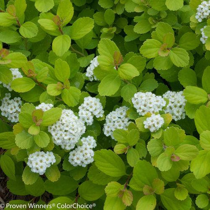 Spiraea betulifolia 'Tor Gold'   - Glow Girl® Birchleaf Spirea